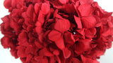 Hortensia preservada Kiara - 1 cabeza - Rojo vibrante