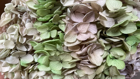 Hortensia preservada Anna - 1 manojo - Púrpura arcoiris