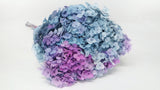 Hortensia preservada Anna - 1 ramo - Arcoíris morado/azul