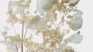 Hydrangea paniculata seca Earth Matters - 1 manojo - Blanco roto 011