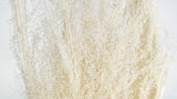Agrostis nebulosa seco - 1 manojo - Blanco