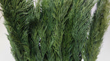 Thuja en conserva - 1 manojo - Verde