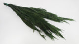 Thuja en conserva - 1 manojo - Verde