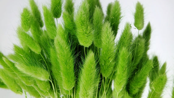 Lagurus secchi - 1 mazzo - Verde chiaro