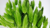 Lagurus secchi - 1 mazzo - Verde chiaro