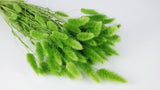 Lagurus secchi - 1 mazzo - Verde chiaro