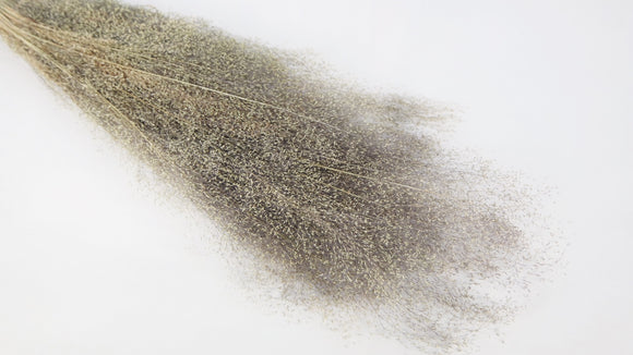 Agrostis nebulosa - 1 manojo - color natural
