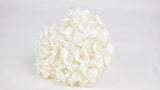Hortensia preservada Plus Kiara - 1 cabeza - Blanco puro