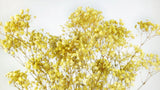 Gypsophile stabilisé - 1 botte - Sunny yellow