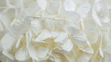 Hortensia preservada Plus Kiara - 1 cabeza - Blanco puro