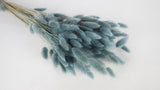 Lagurus seco - 1 manojo - Azul grisáceo