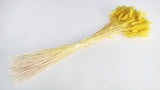 Lagurus - 1 Bund - Gelb