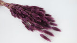 Lagurus seco - 1 manojo - morado