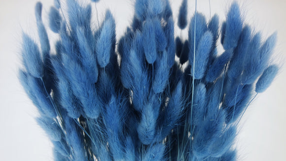 Lagurus seco - 1 manojo - Azul