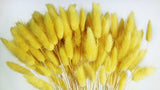 Lagurus - 1 Bund - Gelb