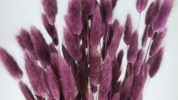 Lagurus seco - 1 manojo - Violeta