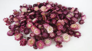 Cabezas de flor de paja - 200 g - color natural morado