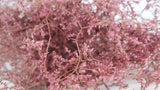 Limonium séché - 1 botte XL - Vintage rosa
