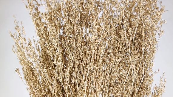 Limonium getrocknet - 1 Bund - Gold