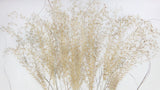 Miscanthus NL - 10 tallos - color natural