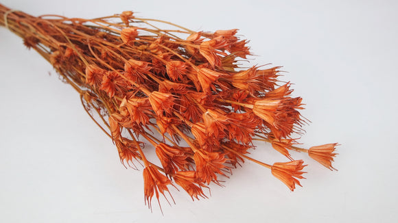 Nigella orientalis - 1 manojo - Terracota