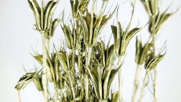 Nigella orientalis - 1 mazzo - Oliva Oro