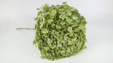 Hortensia preservada Anna - 1 cabeza - Verde oliva