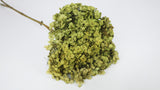 Hortensia preservada Anna - 1 cabeza - Verde oliva