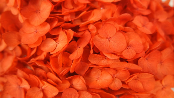 Hortensia preservada Anna - 1 cabeza - Naranja