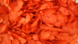 Preserved hydrangea Anna - 1 head - Orange
