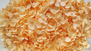 Preserved hydrangea Anna - 1 head - Peach