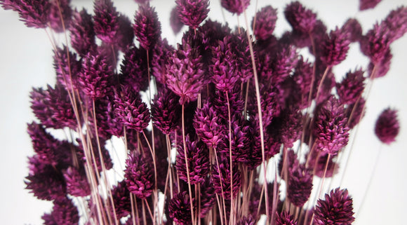 Phalaris seco - 1 manojo - ciruela