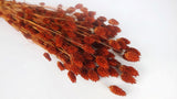Phalaris seco - 1 manojo - caramelo