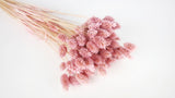 Phalaris essiccato - 1 mazzo - lilla