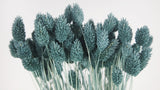 Phalaris secos - 1 manojo - Azul grisáceo claro