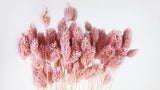 Phalaris essiccato - 1 mazzo - lilla