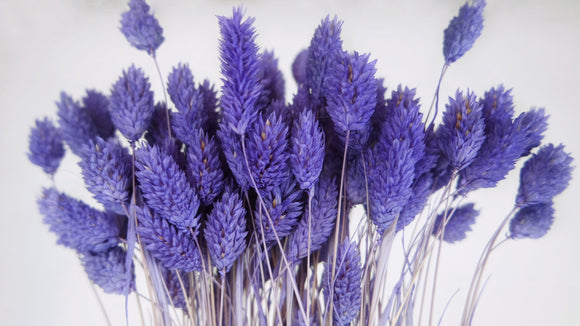 Phalaris seca - 1 manojo - Violeta