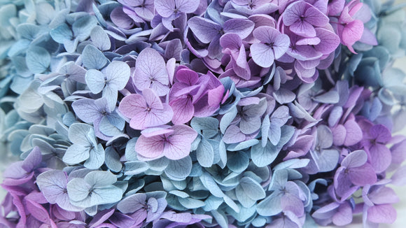 Hortensia preservada Anna - 1 ramo - Arcoíris morado/azul