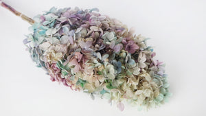 Peegee de hortensia preservada - 1 manojo - Púrpura arcoíris