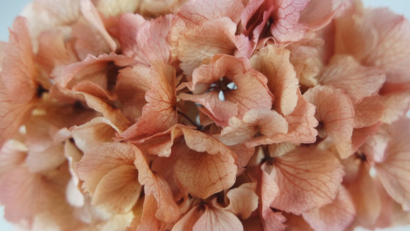 Hortensia Preservada - 1 Cabeza - Rosa y Beige