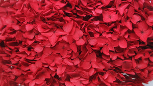 Preserved hydrangea Anna - 1 head - Red