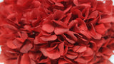 Hortensia Extra Preservada - 1 cabeza - Burdeos