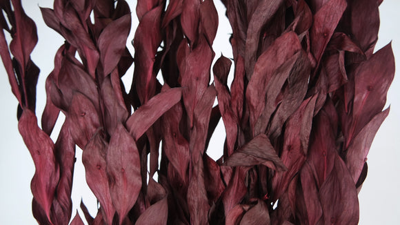 Ruskus Garden en conserva - 1 manojo - Baya