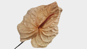 Anthurium conserva Earth Matters - 3 piezas - Rosa champán 131
