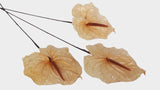 Anthurium conserva Earth Matters - 3 piezas - Rosa champán 131