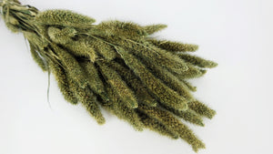 Setaria essiccata - 1 mazzo - Oliva Oro