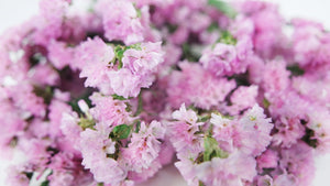 Statice preserved - 1 bunch  - Natural colour light pink