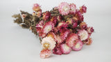 Strohblumen basic - 1 Bund - Naturfarbe hellrosa