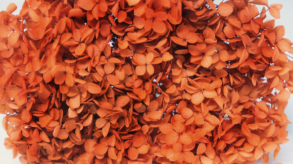 Hortensia Anna preservada - 1 cabeza - Terracota