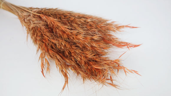 Avena silvestre seca - 1 manojo - Terracota